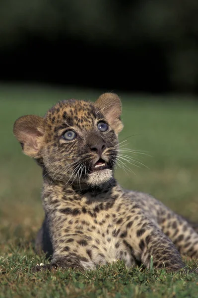 Leopard Panthera Pardus Jungtier Liegt Auf Gras — Stockfoto