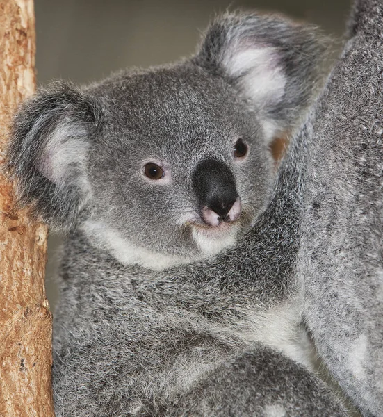 Koala Phascolarctos Cinereus Kvinna Med Ung Stående Grenen — Stockfoto