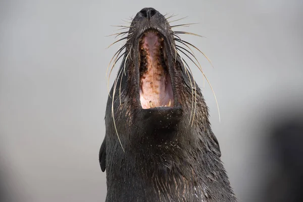 Południowoafrykańska Pieczęć Futerkowa Arctocephalus Pusillus Kobieta Wywołująca Young Cape Cross — Zdjęcie stockowe