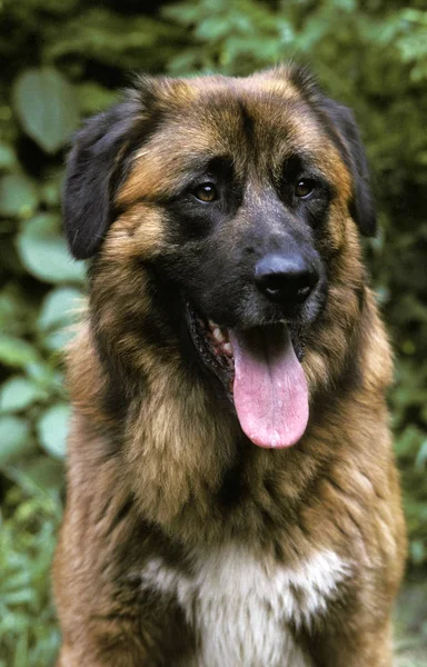 Cao Serra Estrela Portuguese Mountain Dog Portrait Adult Tongue Out — стоковое фото
