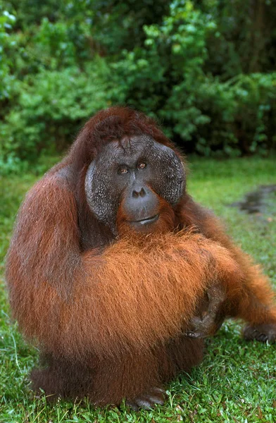 Orang Utan Pongo Pygmaeus Male Standing Grass Borneo — 图库照片