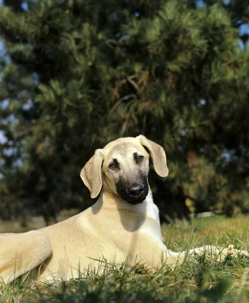 Sloughi Dog Adulto Deitado Grama — Fotografia de Stock