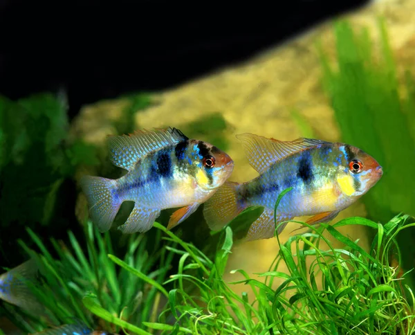 Niebieski Niemiecki Ram Mikrogeophagus Ramirezi Akwarium Ryby — Zdjęcie stockowe