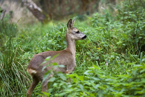 Chevreuil Capreolus Capreolus Femelle Debout Dans Herbe Longue Normandie — Photo