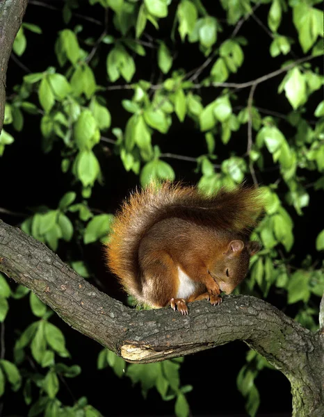 Esquilo Vermelho Sciurus Vulgaris Masculino Dormindo Branch — Fotografia de Stock