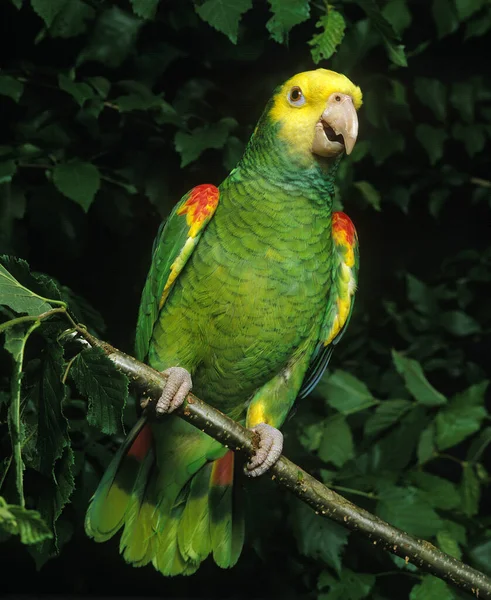 Amazona Cabeza Amarilla Amazona Oratriz Adulto Pie Rama — Foto de Stock