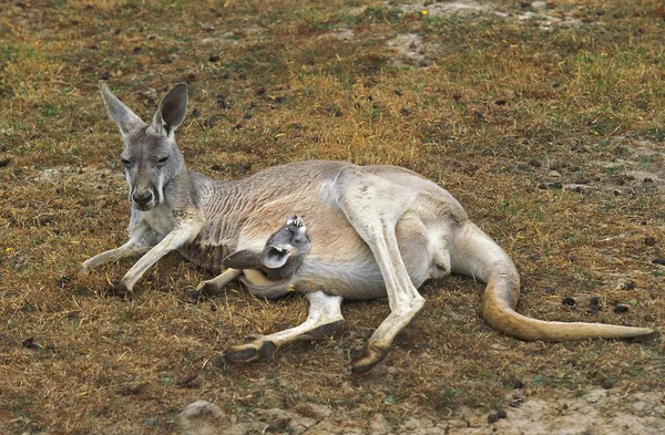 Red Kangaroo Macropus Rufus Γυναίκα Ξαπλωμένη Στο Dry Grass Τον — Φωτογραφία Αρχείου