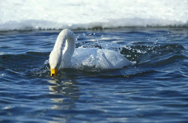 Cygne Siffleur Cygnus Cygnus Adulte Prenant Bain Près Lac Frozen — Photo