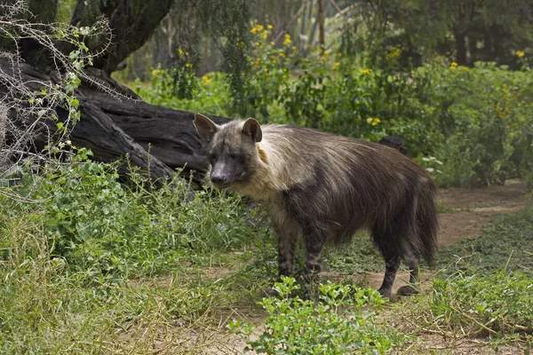 Brown Hyena Parahyaena Brunnea Adult — стокове фото