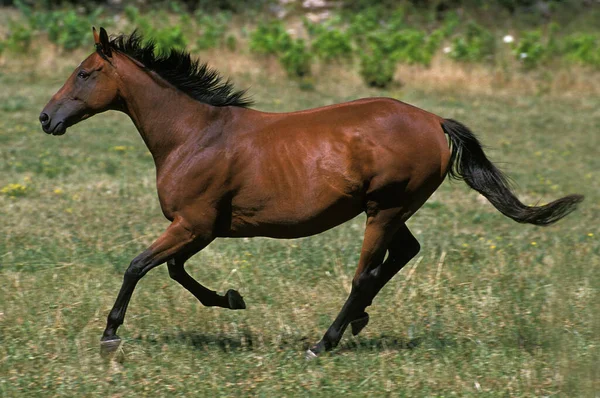 Anglo Arab Horse Cval Přes Louku — Stock fotografie