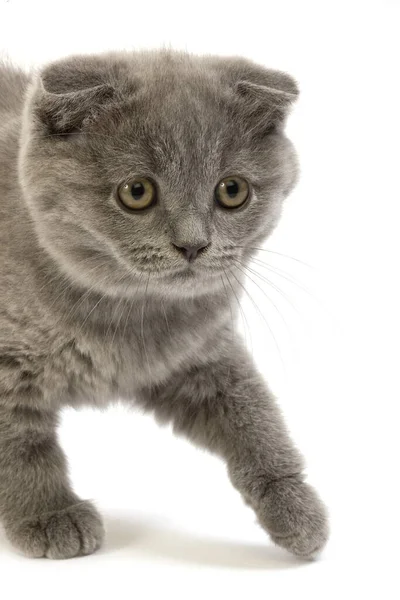 Blue Scottish Fold Domácí Kočka Měsíce Staré Kotě Stojící Proti — Stock fotografie