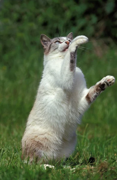 Gato Doméstico Adulto Sentado Grama Jogar — Fotografia de Stock