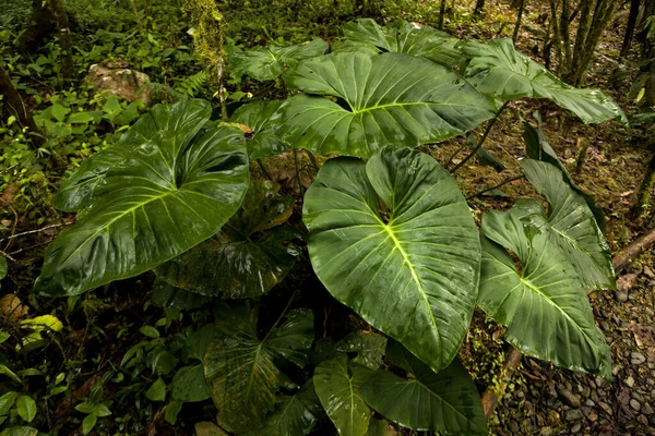 Plant Large Leaf Rainforest Manu National Park Peru — Stock Photo, Image