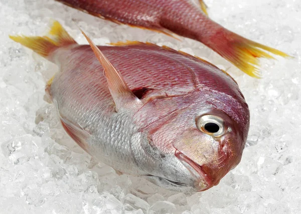 Red Sea Bream Pagellus Bogaraveo Fresh Fish Ice — Stock Photo, Image