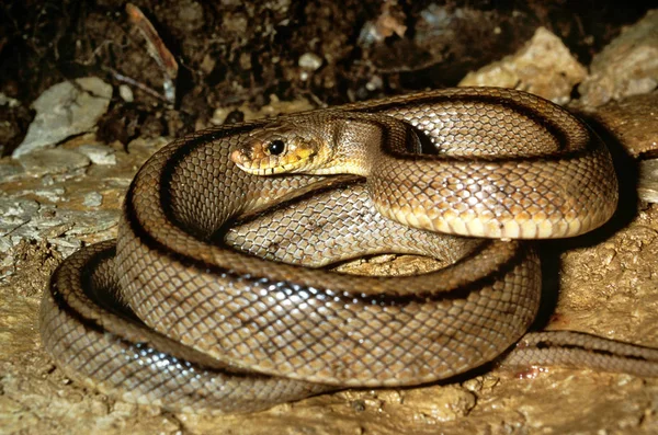 Serpent Échelle Elaphe Scalaris Adulte — Photo