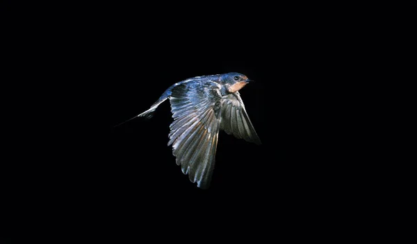 Barn Swallow Hirundo Rustica Yetişkinler Kara Arkaplana Karşı Uçuyor — Stok fotoğraf