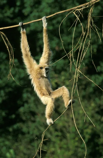 Gibbon Dalla Mano Bianca Hylobates Lar Femmina Appesa Liana — Foto Stock