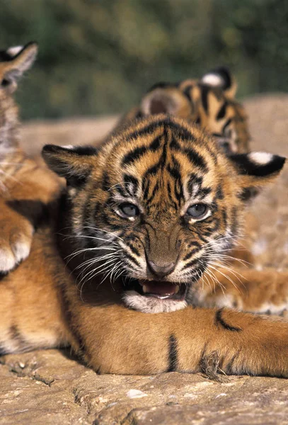 Суматранский Тигр Panthera Tigris Sumatrae Cub Snarling — стоковое фото