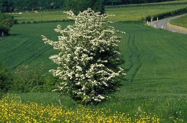 Weissdorn Crataegus Laevigata Landschaft Der Normandie — Stockfoto