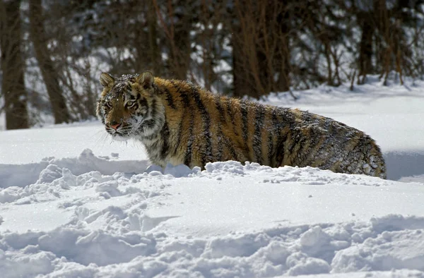 Tygrys Syberyjski Tygrys Pantera Altaica Dorosły Stojący Śniegu — Zdjęcie stockowe
