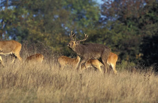 Barasingha Олень Болотный Олень Cervus Duvauceli Мужчина Женщинами — стоковое фото