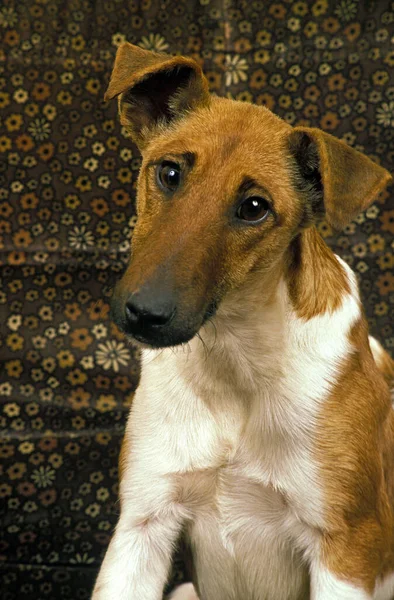 Smooth Fox Terrier Retrato Adulto — Foto de Stock