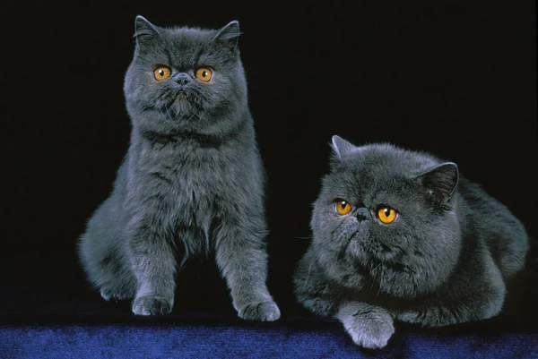 Εξωτική Shorthair Εγχώρια Γάτα Ενήλικες Κατά Μαύρο Φόντο — Φωτογραφία Αρχείου