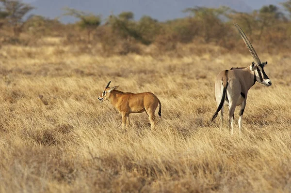 Beisa Oryx Oryx Beisa Vrouw Met Jonge Savannah Masai Mara — Stockfoto