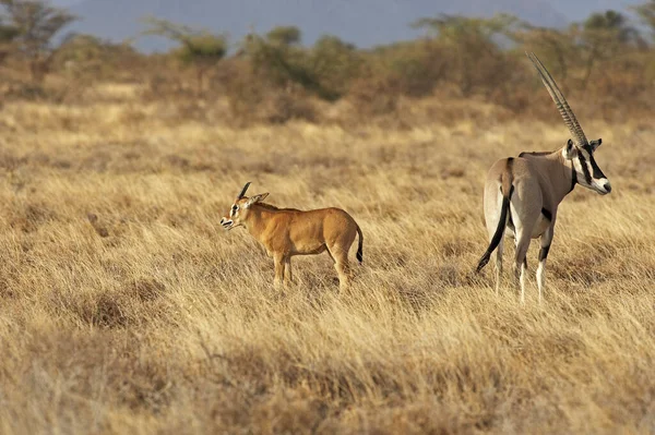 Beisa Oryx Oryx Beisa Feminino Com Jovem Savannah Masai Mara — Fotografia de Stock