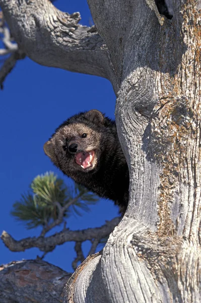 Fisher Martes Pennanti Adult Standing Tree Blue Sky Calling Canada — Stock Photo, Image