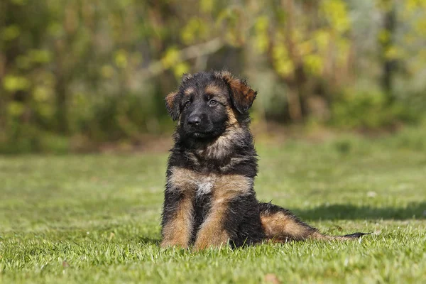 Duitse Herder Hond Pups Zitten Gras — Stockfoto