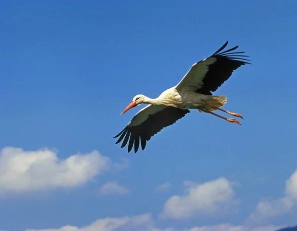 White Stork Ciconia Ciconia Adult Flight Blue Sky Alsace France — Stock Photo, Image