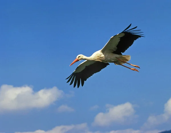 Cigüeña Blanca Ciconia Ciconia Adulto Vuelo Contra Cielo Azul Alsacia — Foto de Stock