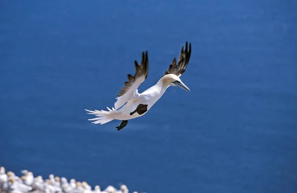 Gannet Norte Sula Bassana Adulto Vuelo Colonia Isla Bonaventure Quebec — Foto de Stock