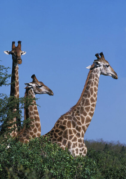 Masai Giraffe, giraffa camelopardalis tippelskirchi, Heads of Adults emerging from Bush, Kenya