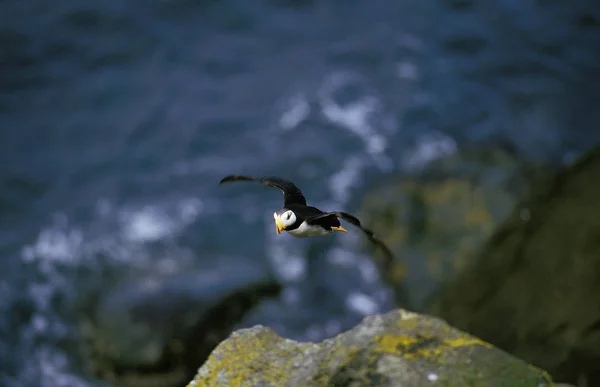 Macareux Moine Fratercula Corniculata Adulte Vol Île Ronde Alaska — Photo