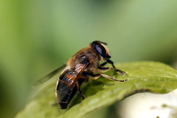 Fly Standing Leaf Normandy — Stock Photo, Image