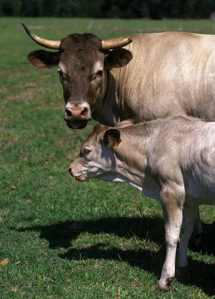 巴扎代奶牛 法国品种 牛犊站在草地上 — 图库照片