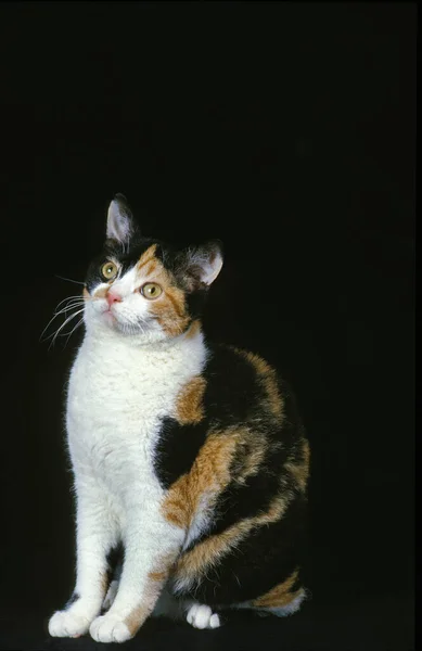 Amerikansk Wirehair Inhemska Katt Vuxen Sittande Mot Svart Bakgrund — Stockfoto