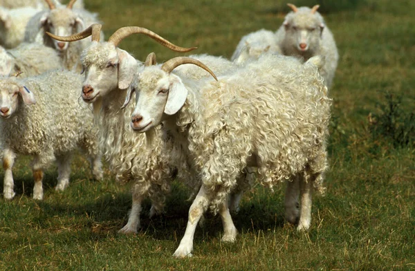 Angora Goat Rasa Produkcja Wełny Mohair — Zdjęcie stockowe