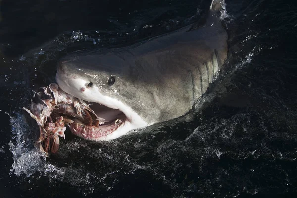 Great White Shark Carcharodon Carcharias Adult Eating Tuna Fish False — Fotografia de Stock