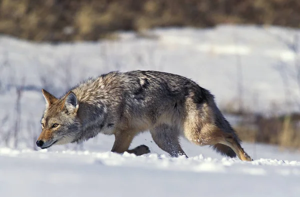 Coyote Canis Latrans Adultos Caminando Sobre Nieve Montana —  Fotos de Stock