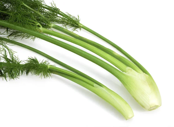 Little Fennel Foeniculum Vulgare Vegetables White Background — Stock Photo, Image