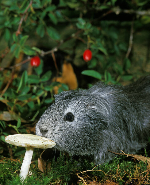 Guinea Pig, cavia porcellus, Adult Near Mushroom  