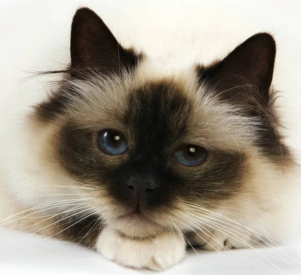 海豹鸟家庭猫 成年蓝眼睛猫 背景为白色 — 图库照片
