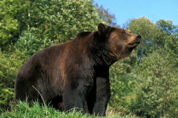 Καφέ Αρκούδα Ursus Arctos Ενήλικας — Φωτογραφία Αρχείου
