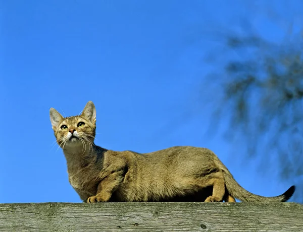 Gato Doméstico Abisinio Adulto Contra Cielo Azul —  Fotos de Stock