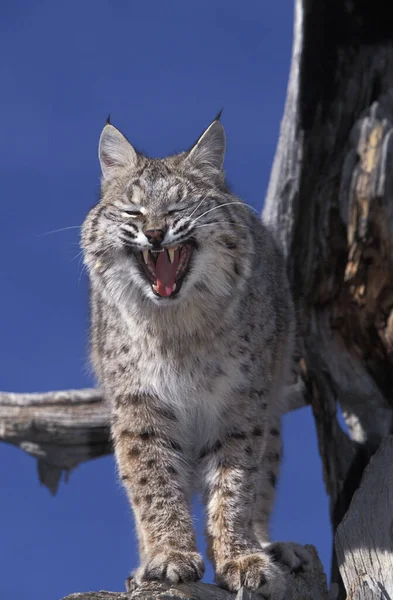 Bobcat Lynx Rufus Erwachsenes Gähnen Gegen Blauen Himmel Kanada — Stockfoto