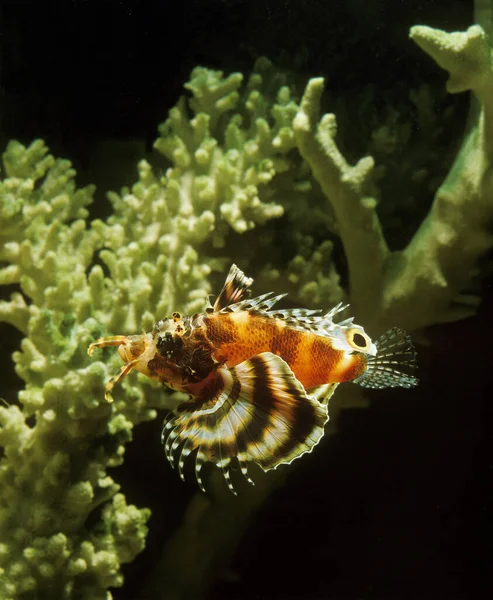 Twospot Turkeyfish Dendrochirus Biocellatus Adulto Perto Coral — Fotografia de Stock