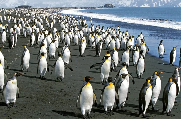 King Penguin Aptenodytes Patagonica Colony Álló Beach Salisbury Plain Dél — Stock Fotó